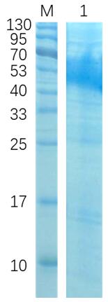 SDS-PAGE analysis of recombinant EKM-SRM, His tag.